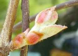 山ぶどうの新芽